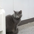 GS25송파센타 | [편의점]잠실에 고양이 직원이 있는 편의점이 있다!?(GS25 송파센타점)