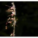 투구꽃, 세뿔투구 , 주름조개풀 , 자주쓴풀 , 수리취 , 단풍취 ,쥐꼬리망초 (흰색 ) 이미지