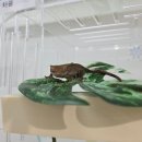 판다킹 | 부천파충류샵 오구이뽀 도마, 크레부터 레오파드게코까지 직접 교감한 후기