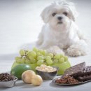 댕댕이푸드 이미지