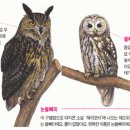 부엉이