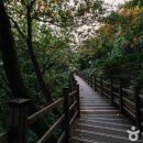 좌구산자연휴양림 이미지