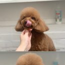 멍이랑몽이 미용 이미지