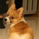 토실토실 Daum카페