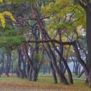 칠곡면신포숲 이미지