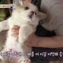 동물농장 이미지