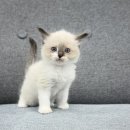 댕냥구리 강아지분양 고양이분양 구리본점 이미지