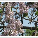 오동나무 이미지