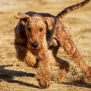 토끼사냥 이미지