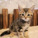 도그마루 강아지 고양이 천안아산점 이미지