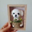 쁘띠댕댕 이미지