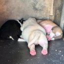 아이가 평생 가지고 살아가는 부모의 말 | [공지] 🐾💛 “세상에 처음 온 날부터 너무 예뻤던 아이들” 무료입양 중인 9마리 아기강아지, 사랑이...