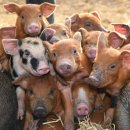 황금돼지농장 이미지