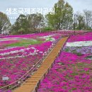 생초신발 | 경남 4월 꽃구경 가볼만한곳 추천 산청 생초 꽃잔디축제