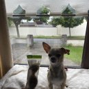 트리덴탈 이미지