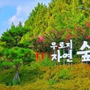 우로지 자연숲 황토길 | 영천 가볼만한곳 우로지생태공원, 자연 속 황토길과 메타세쿼이아