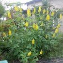 장현3리 이미지