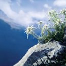 에델바이스 이미지