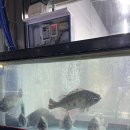 회뜨는 선장님