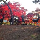 우제류를위하여 이미지