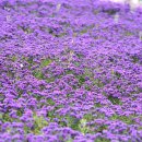 아스타축제 이미지