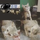 고양이 납치 유투버 사건 정리 + 해명 올라옴 +미미근황.... 이미지