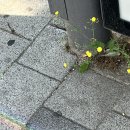 우리 베이커리 :: 청주 초코 케이크 맛집, 삼성역...식품관 팝업, 키리쉬 케이크 후기, 코엑스몰 구경