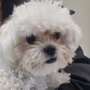 그루밍 버블리 이미지