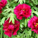 모란이피기까지 이미지