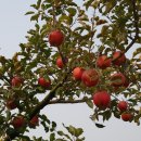 과수원 이미지