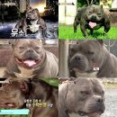 도그동물농장 이미지