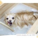 룰루 애견샵 이미지