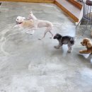 꼬리살랑 이미지