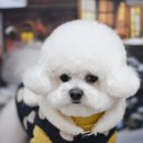 로이펫살롱 이미지