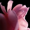 라비앙로즈(La vie en rose) | [겔랑𝐆𝐔𝐄𝐑𝐋𝐀𝐈𝐍] '로즈 쉐리' ─ 통통 튀면서도 우아한 장미 로션 향수🥀