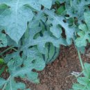 두월농장 이미지