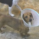 함께할개 사랑할개 이미지