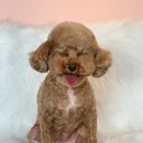 우리단비랑 이미지