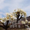 삼월 이미지