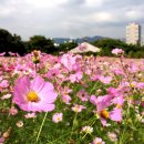 코스모스가든 이미지