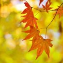 소통하는 나무 이미지