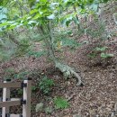 장안1교 이미지