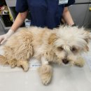 영천동물병원 이미지