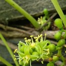 어혈제거에 탁월한 담쟁이덩쿨 이미지