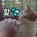 금동이네 이미지