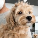 독크루 첨단점 이미지