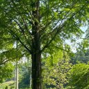 부귀 메타세쿼이아길 이미지