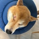 탐나개 이미지