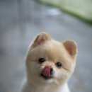 꿀강아지 이미지