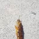 오호항 이미지